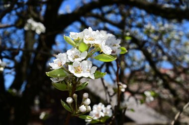 Beyaz güzel çiçekli elma ağacı dalları, yakın plan, bahar konsepti.  