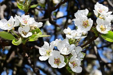 Beyaz güzel çiçekli elma ağacı dalları, yakın plan, bahar konsepti.  