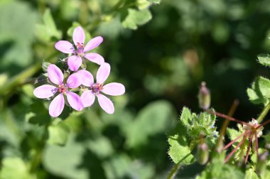 Güneşli yaz gününde bahçede yetişen güzel çiçekler. 