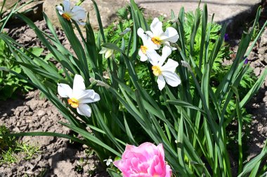 Güzel lale ve nergisler yazın güneşli bir günde bahçede büyür. 