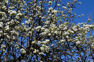 Beyaz güzel çiçekli elma ağacı dalları, yakın plan, bahar konsepti.  
