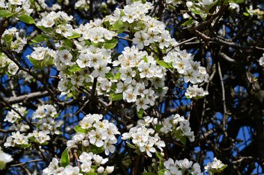 Beyaz güzel çiçekli elma ağacı dalları, yakın plan, bahar konsepti.  