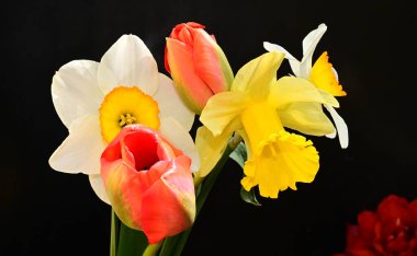 Koyu arkaplanda güzel çiçekler, yaz konsepti, yakın manzara  