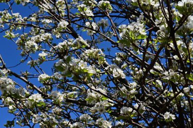 Beyaz güzel çiçekli elma ağacı dalları, yakın plan, bahar konsepti.  