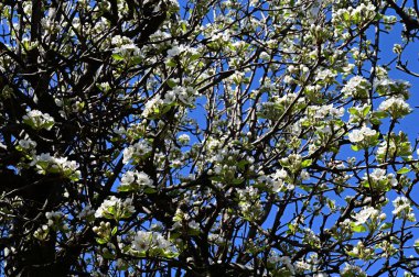 Beyaz güzel çiçekli elma ağacı dalları, yakın plan, bahar konsepti.  