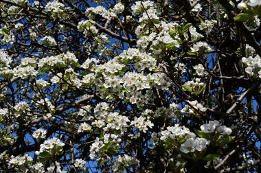 Beyaz güzel çiçekli elma ağacı dalları, yakın plan, bahar konsepti.  