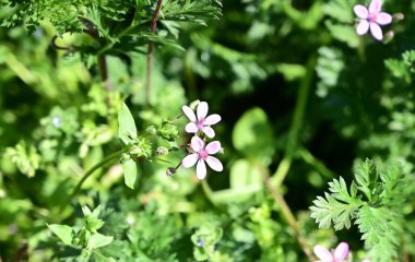 Güneşli yaz gününde bahçede yetişen güzel çiçekler. 