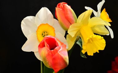 Koyu arkaplanda güzel çiçekler, yaz konsepti, yakın manzara  