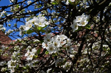 Beyaz güzel çiçekli elma ağacı dalları, yakın plan, bahar konsepti.  