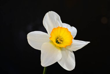 Karanlık arka planda güzel nergis, yaz konsepti, yakın görüş  