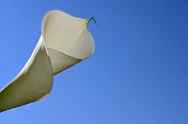 Gökyüzü arka planında güzel kalla çiçeği, yaz konsepti, yakın manzara  