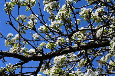 Beyaz güzel çiçekli elma ağacı dalları, yakın plan, bahar konsepti.  
