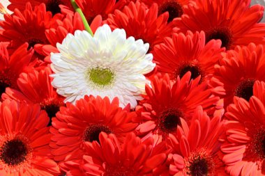 Güzel Gerbera çiçekleri, yaz konsepti, yakın manzara.   