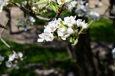 Beyaz güzel çiçekli elma ağacı dalları, yakın plan, bahar konsepti.  