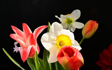 Koyu arkaplanda güzel çiçekler, yaz konsepti, yakın manzara  