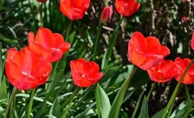 Güzel lale çiçekleri yazın güneşli bir günde bahçede yetişir. 