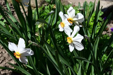 Güneşli yaz gününde bahçede yetişen güzel nergisler. 
