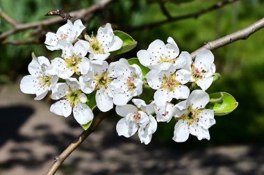 Beyaz güzel çiçekli elma ağacı dalları, yakın plan, bahar konsepti.  