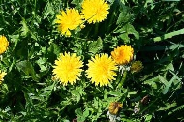 Güneşli yaz gününde bahçede yetişen güzel çiçekler. 