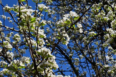 Beyaz güzel çiçekli elma ağacı dalları, yakın plan, bahar konsepti.  