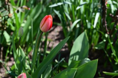 Güneşli yaz gününde bahçede büyüyen güzel laleler. 