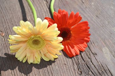 Tahta arka planda güzel Gerbera çiçekleri, yaz konsepti, yakın görüş   