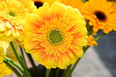 Güzel Gerbera çiçekleri, yaz konsepti, yakın manzara.   