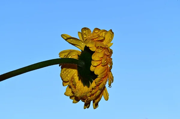 Gyönyörű Gerbera Virág Égen Háttér Nyári Koncepció Közelről — Stock Fotó