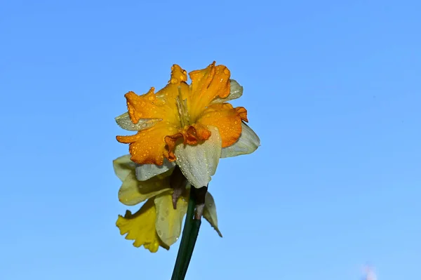 Dew Drops Beautiful Daffodils Sky Background Summer Concept Close View — Stock Photo, Image