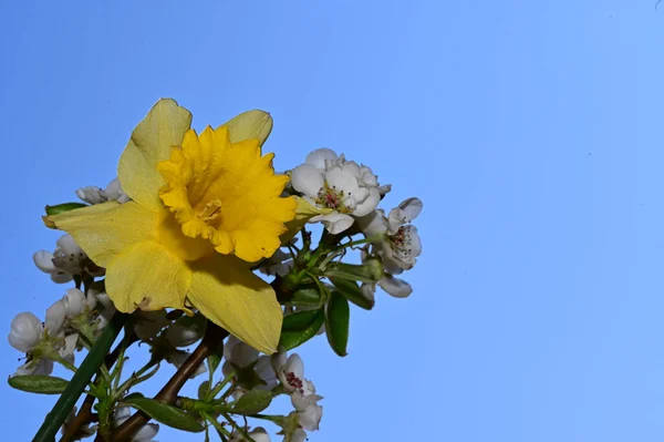 Krásné Narcisy Jabloně Větev Obloze Pozadí Letní Koncept Close View — Stock fotografie