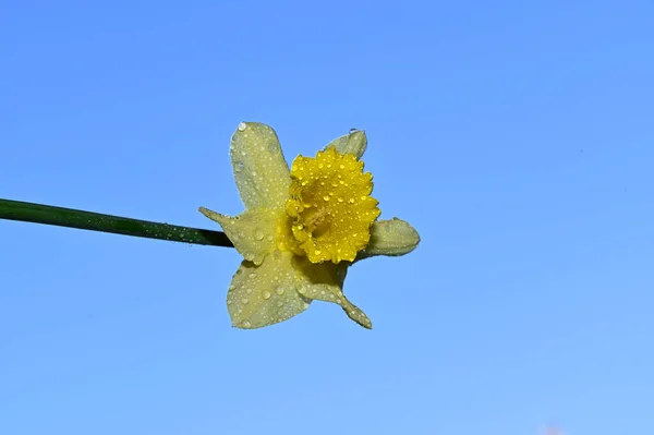 露は空の背景に美しい水仙の花に落ちます 夏のコンセプト — ストック写真