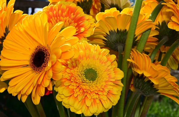 暗い背景に美しいガーベラの花の花束 夏のコンセプト — ストック写真