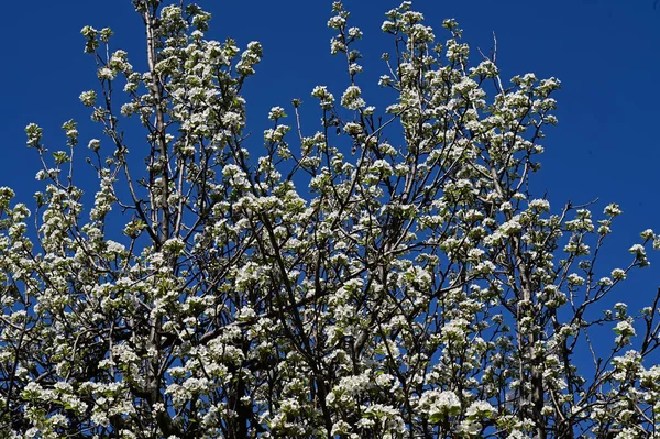 Apple Tree Branches White Beautiful Flowers Close Spring Concept — Stock Photo, Image