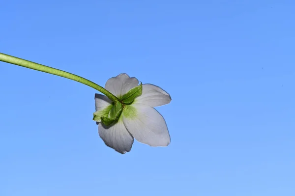 Gökyüzündeki Güzel Nergis Çiçeğinin Üzerine Çiy Damlaları Düşer Yaz Konsepti — Stok fotoğraf