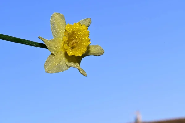 Harmat Csepp Gyönyörű Nárcisz Virág Égen Háttér Nyári Koncepció Közelről — Stock Fotó