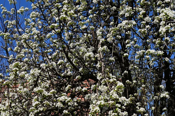 Appelboom Takken Met Witte Prachtige Bloemen Close Lente Concept — Stockfoto