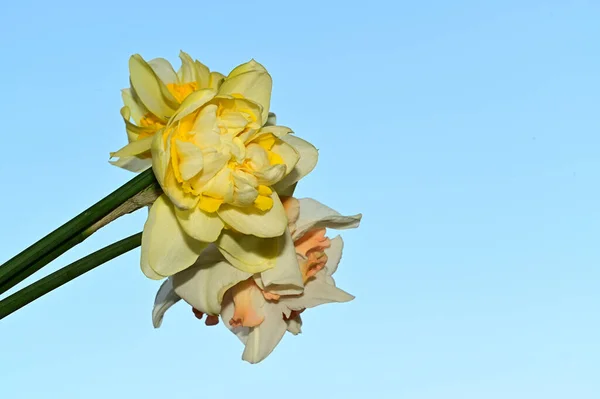 Schöne Narzissenblüten Auf Himmelshintergrund Sommerkonzept Nahsicht — Stockfoto