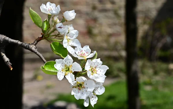 Ramas Manzano Con Hermosas Flores Blancas Primer Plano Concepto Primavera — Foto de Stock