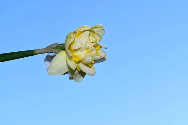 空を背景にした美しいダフォディルの花夏のコンセプトビュー — ストック写真