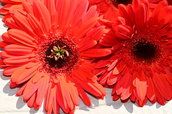 Tahta Arka Planda Güzel Gerbera Çiçekleri Yaz Konsepti Yakın Görüş — Stok fotoğraf