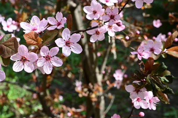 美しい花が咲く桜の木の枝クローズアップ春のコンセプト — ストック写真