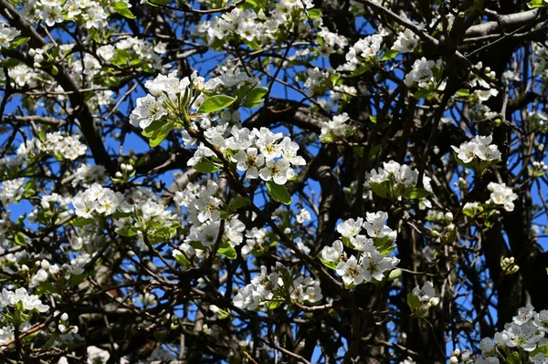 Branches Pommier Avec Belles Fleurs Blanches Gros Plan Concept Printemps — Photo