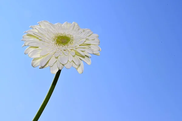 Beautiful Gerbera Flower Sky Background Summer Concept Close View — Stock Photo, Image