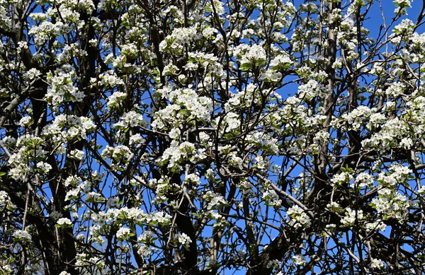 Rami Melo Con Bei Fiori Bianchi Primo Piano Concetto Primavera — Foto Stock