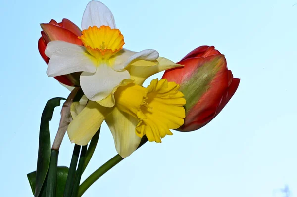 Красивые Нарциссы Тюльпаны Фоне Неба Летняя Концепция Близкий Вид — стоковое фото