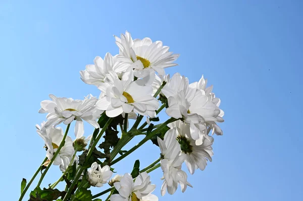 天空背景上美丽的花朵 夏日的概念 — 图库照片