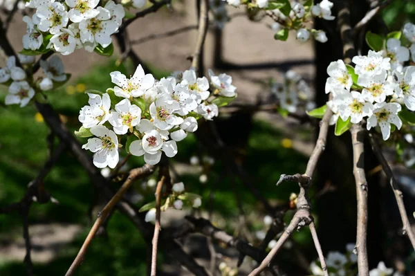 Apfelbaumzweige Mit Weißen Schönen Blüten Nahaufnahme Frühlingskonzept — Stockfoto