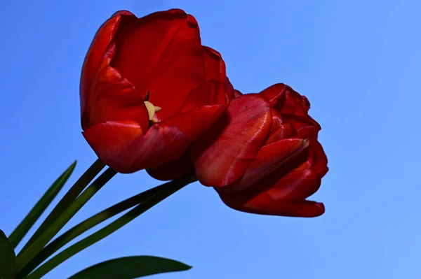 Hermosos Tulipanes Fondo Del Cielo Concepto Verano Vista Cercana —  Fotos de Stock