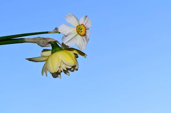 Schöne Narzissenblüten Auf Himmelshintergrund Sommerkonzept Nahsicht — Stockfoto