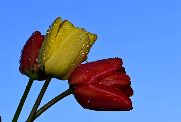 Dew Drops Beautiful Tulips Sky Background Summer Concept Close View — Stock Photo, Image